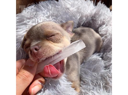 Καταπληκτικό chihuahua